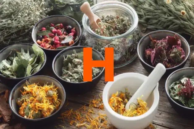 Herbs starting with the letter H