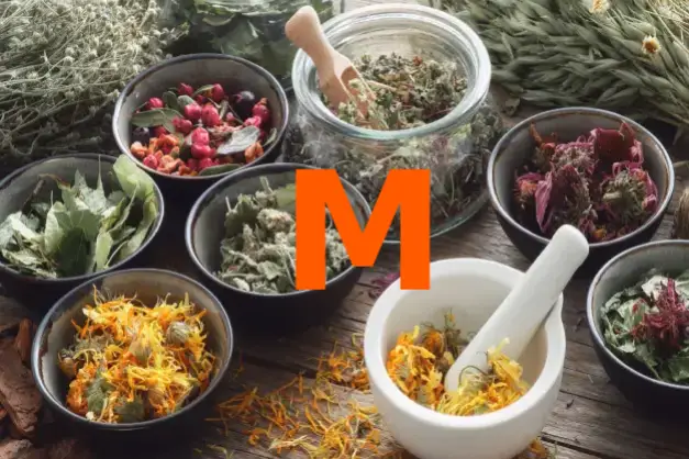 Herbs starting with the letter M