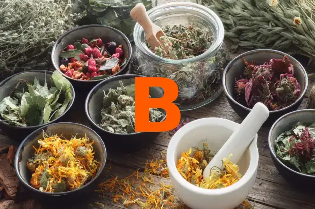 Herbs starting with the letter B