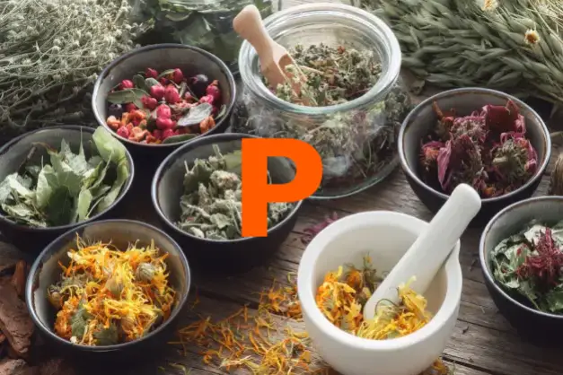 Herbs starting with the letter P