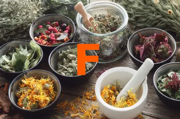 Herbs starting with the letter F