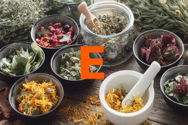 Herbs starting with the letter E